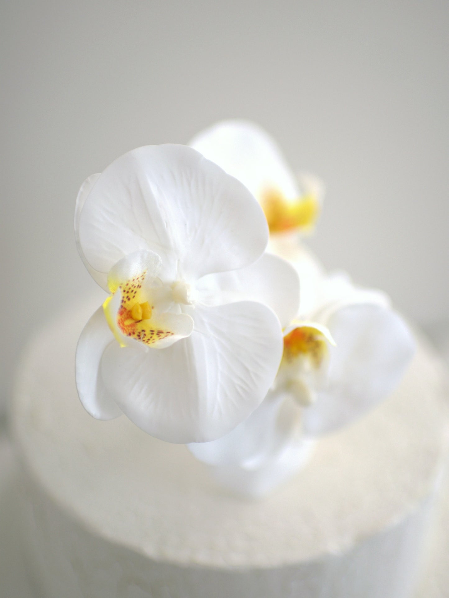 close up of white real touch orchid